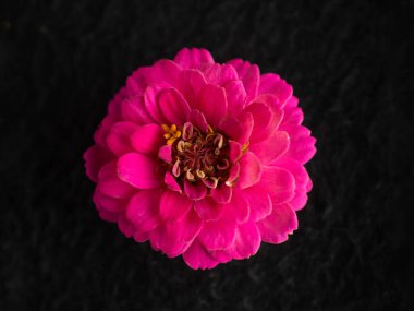 Siyah arka planda çiçeğin stüdyo çekimi. Siyah arkaplanda.