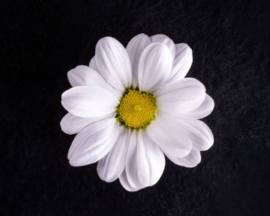 Siyah arka planda bir çiçeğin üst görüntüsü. Makro fotoğraf.
