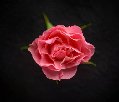 Siyah arka planda bir çiçeğin üst görüntüsü. - Yakın çekim. Doğa.