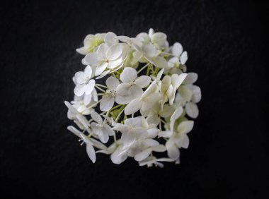 Siyah arka planda bir çiçeğin üst görüntüsü. Parlak ve güzel bir çiçek.