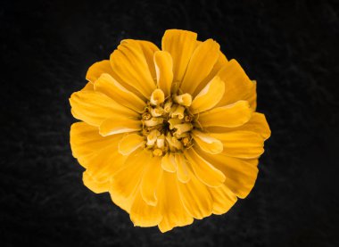 Siyah arka planda bir çiçeğin üst görüntüsü. Yukarıdan Fotoğraf.