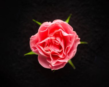 Siyah arka planda çiçeğin stüdyo çekimi. Kapat..