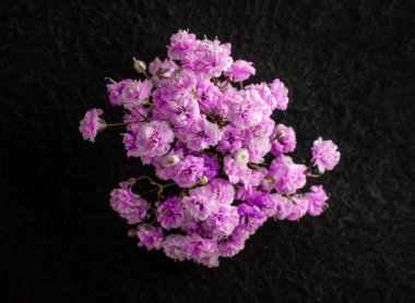 Siyah arka planda bir çiçek. Seçici odak.