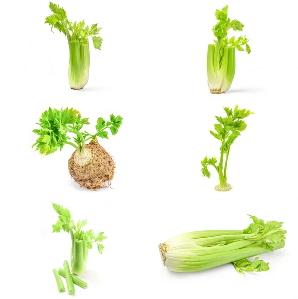 Kolase dari celeriac diisolasi pada potongan latar belakang putih — Stok Foto