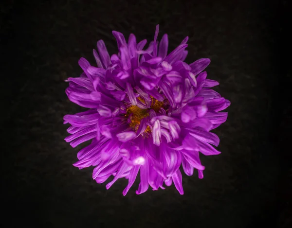 One flower on black background. View above. — Stock Photo, Image