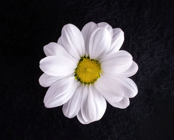 Siyah arka planda bir çiçeğin üst görüntüsü. Makro fotoğraf.