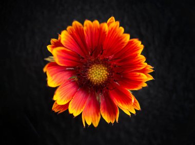 Siyah arka planda güzel bir çiçek. Parlak ve güzel bir çiçek.