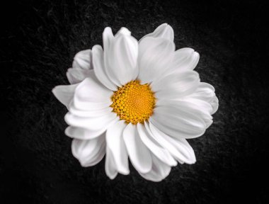 Siyah arka planda güzel bir çiçek. Parlak ve güzel bir çiçek.