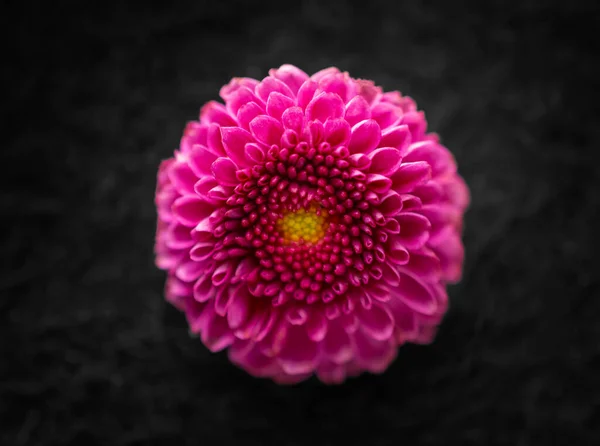 Una flor sobre fondo negro. Enfoque selectivo. Imagen De Stock
