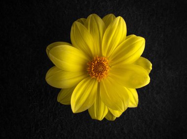 Siyah arka planda bir çiçek. Makro fotoğraf.