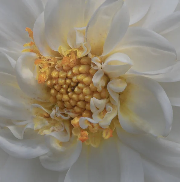 Κοντινό Πλάνο Ενός Λευκού Λουλουδιού Κήπο — Φωτογραφία Αρχείου