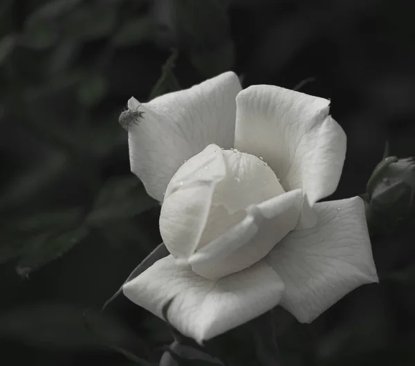 white peony with buds close up view
