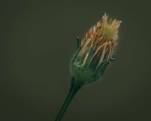 close-up of a white tulip in an old black poppy flower with a green background