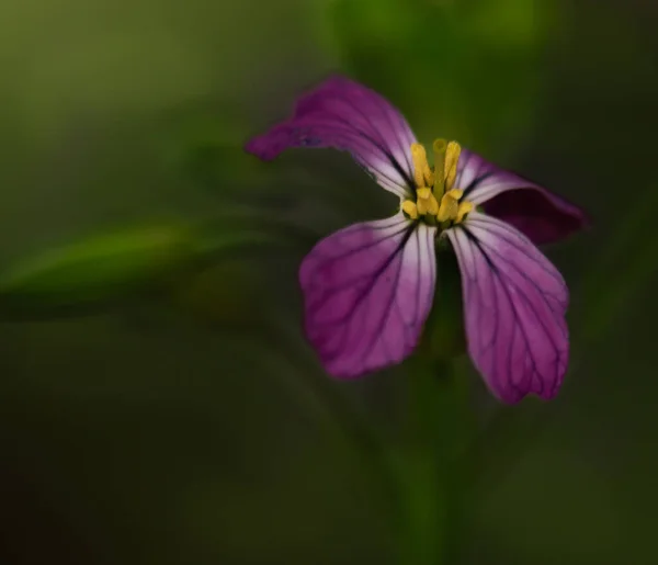 Κοντινή Προβολή Πολύχρωμο Λουλούδι Αυξάνεται Στο Πράσινο Γρασίδι — Φωτογραφία Αρχείου