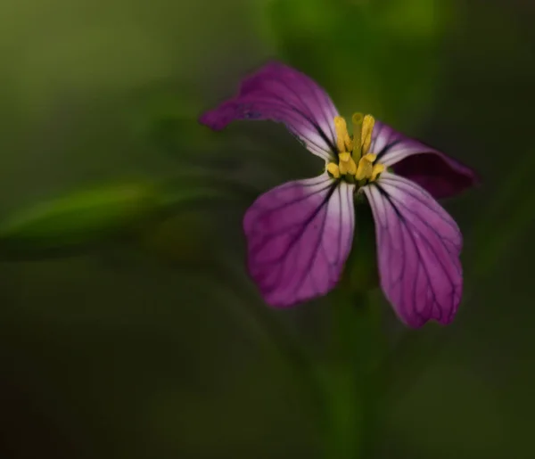 Close View Colorful Flower Growing Green Grass — Fotografia de Stock