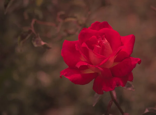 Chinese Roseit One Most Popular Plants Found Any Garden — Stock Photo, Image