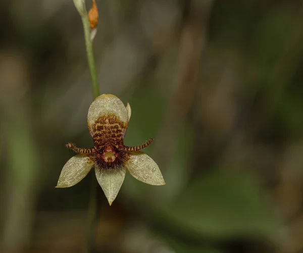 Coelogyne Fimbrita renkli ve güzel çiçekler üretebilir..
