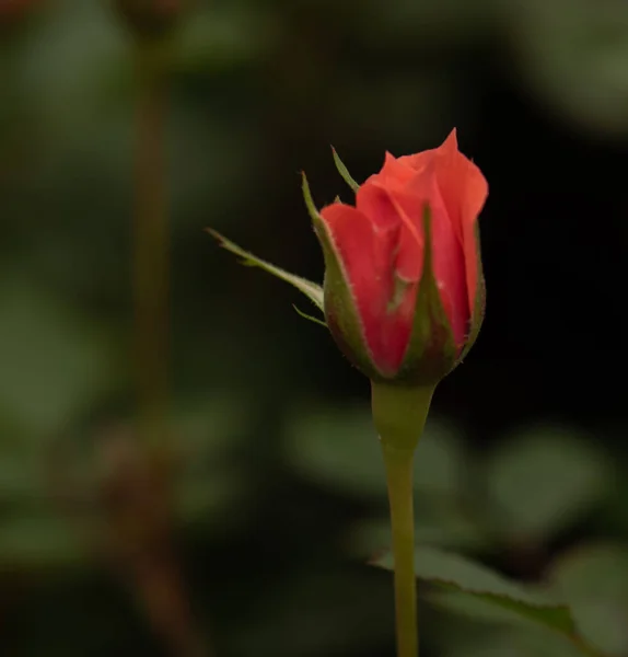 Китайская Роза Вечнозеленый Кустарник Один Самых Популярных Сортов Планете — стоковое фото