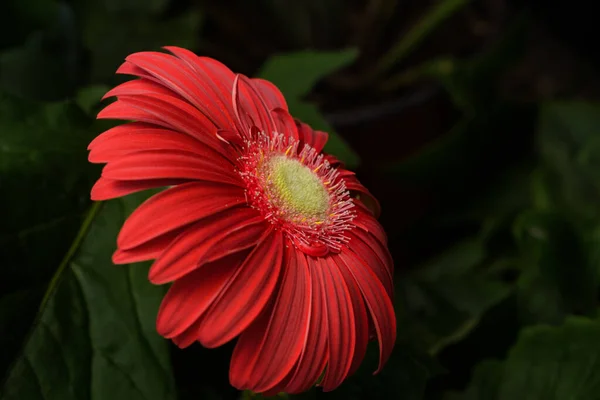 Gerbera Appreciated Gardening Create Massifs Garden Borders Its Cheerful Flowers — Stock Photo, Image