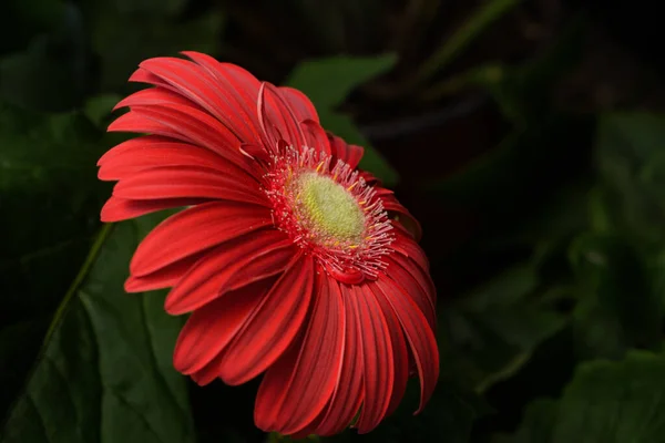 Gerbera Apreciado Jardinagem Para Criar Maciços Bordas Jardim Para Suas — Fotografia de Stock