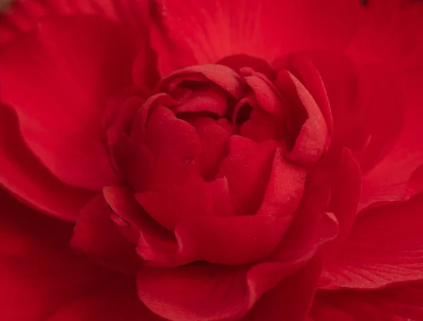 Dwarf Rose Has Peculiarity Its Attractive Flowers Grow Rigid Stem — Fotografia de Stock