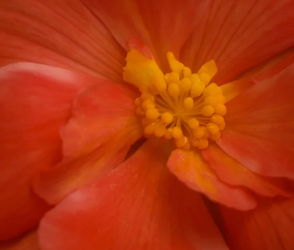 Tuberous Begonia Species Created Specialized Farmers Family Its Name Comes — Stockfoto