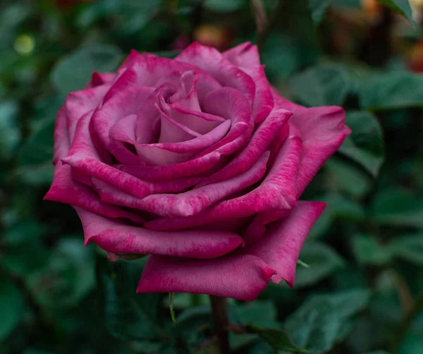 Особенность Этой Розы Привлекательные Цветки Растут Стебля Душистые — стоковое фото