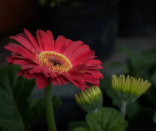 Fabulous Gerbera Prized Landscaping Create Flower Beds Borders Its Cheerful — Fotografia de Stock