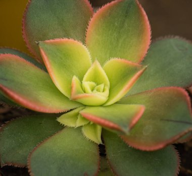 Aeonium decorum 'Variegatum' is a very popular decorative succulent in the Canary Islands, where it actually comes from.  The edges of its leaves are of a characteristic soft pink color, finished in a point.