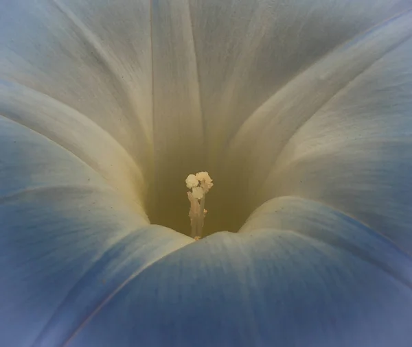 It is an annual herbaceous with a climbing habit that can reach 6 m in height, leaning on structures or other plants. The leaves are broadly ovate (heart-shaped) with an entire or lobed margin 