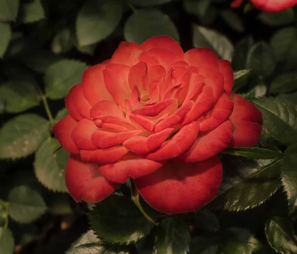 Most roses are shrubby and woody plants, usually deciduous, although some are evergreen. Its stem is circular, green and with an abundance of thorns when they are young and with few or no thorns when they are old branches.