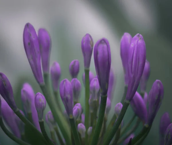 Majestic Flowers African Lily Have Endeared Gardeners Widely Grown Public — Stockfoto