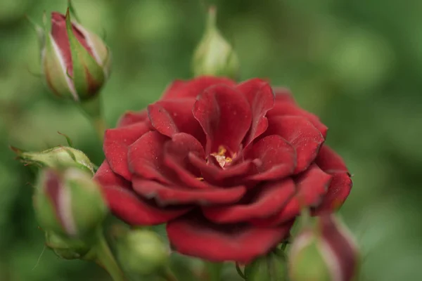 Most roses are shrubby and woody plants, usually deciduous, although some are evergreen. Its stem is circular, green and with an abundance of thorns when they are young and with few or no thorns when they are old branches.