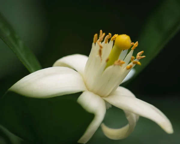 Citrus aurantium amara is a thorny evergreen tree from southeastern Vietnam, widely cultivated. It is widely used as a rootstock for other Citrus species. Its fruit is used to make jams, Triple sec liqueurs and Curaao.
