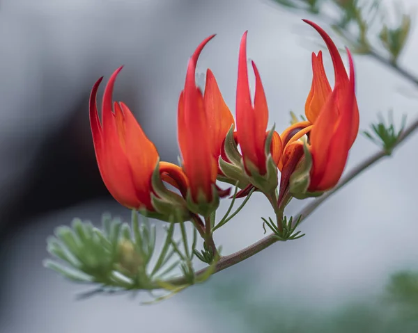 Clianthus Commonly Known Kakabeak Genus Flowering Plants Legume Family Fabaceae — Fotografia de Stock