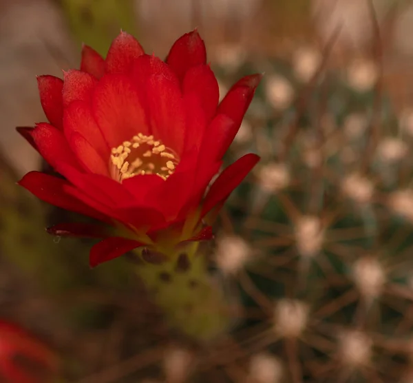 Parodia Genus Cacti Species Includes Small Species Others More Meter —  Fotos de Stock