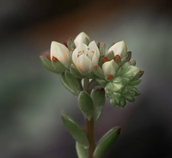 Blue elf leaves are blue-green with a white powdery coating. The tips can turn pink or burgundy in the sun.