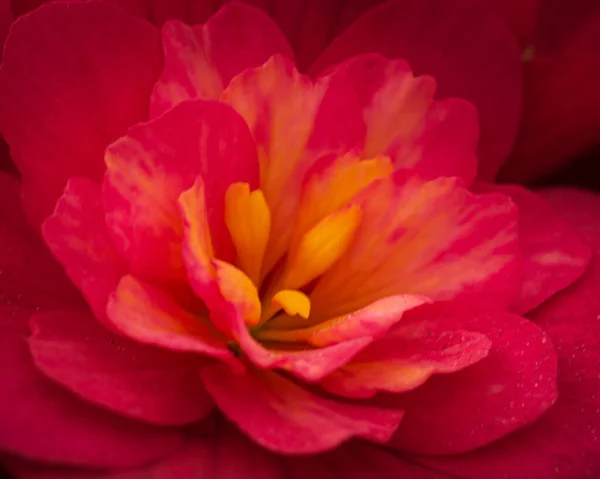 Tuberous Begonias Hybrid Plants Belonging Begoniaceae Family Rounded Hanging Growth — Φωτογραφία Αρχείου