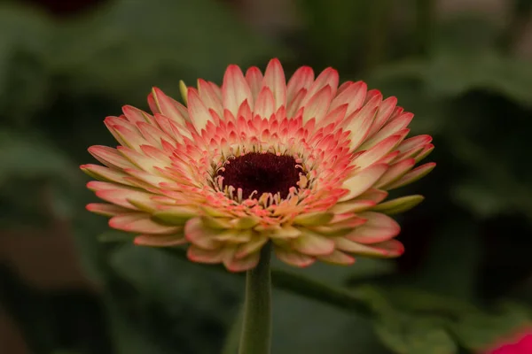 Gerbera Genus Ornamental Plants Native South Africa Specifically Transvaal Region — Fotografia de Stock