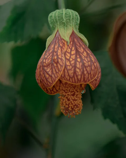 The Japanese lantern gets its common name from the shape of its flowers, which hang from the branches of the bush like little lanterns. Left alone, they attract a myriad of bees, butterflies, and hummingbirds from spring through late summer.