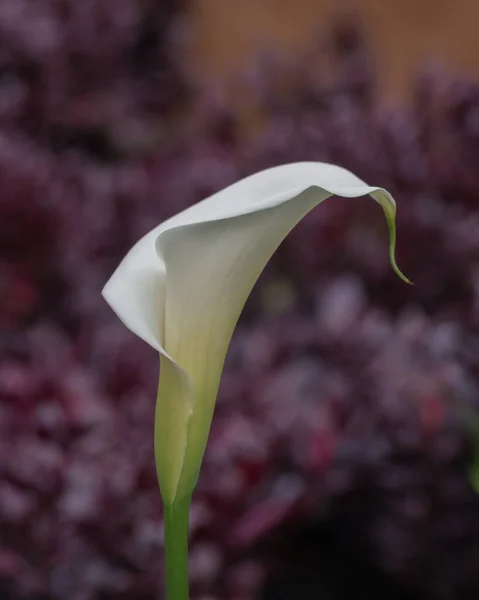 Calla lily is fundamentally ornamental and can be cultivated both on land and in the aquatic environment.  Its creamy-white flowers stand out for their uniqueness and fragrance, and are often used for flower arrangements.