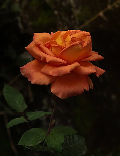 The dwarf rose has the peculiarity that its attractive flowers grow from a rigid stem and are highly scented.