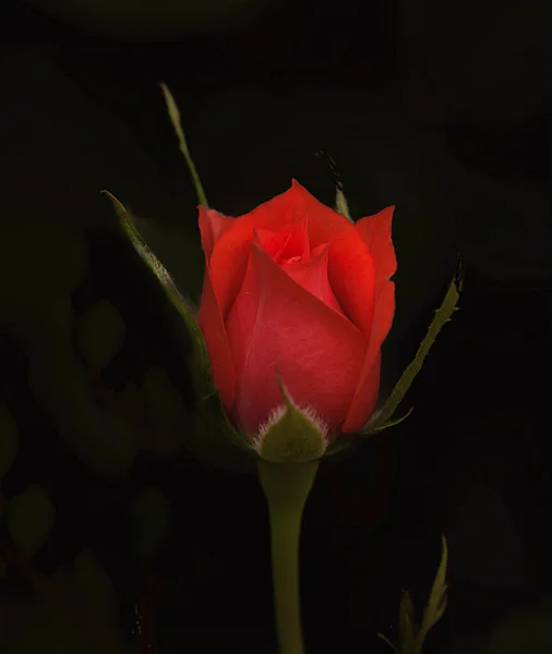 Rosa Una Flor Perteneciente Familia Las Rosáceas Que Muy Popular — Foto de Stock