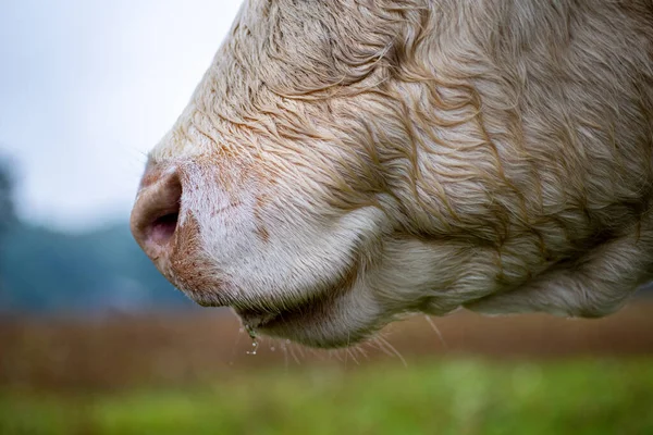 Charolais Sığır Eti Nek Kafası Burnuna Yakın Plan — Stok fotoğraf