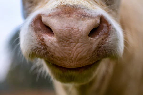 Charolais Beef Cattle Cow Head Close Snout — Stock Photo, Image