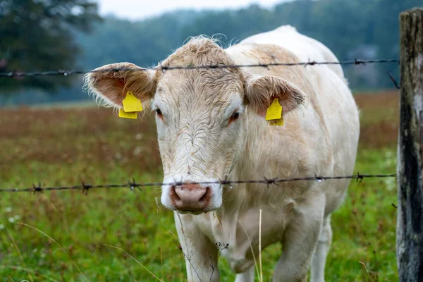 Charolais Cattle Grazing Rich Pastures Slovakia — Stock Photo, Image