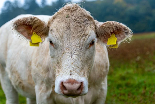 Charolais Ganado Cabeza Toro Blanco Vista Frontal — Foto de Stock