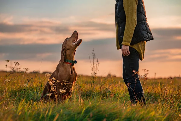 Beautiful Hungarian Vizsla Dog Its Owner Outdoors Obedience Training Session — Stock Photo, Image