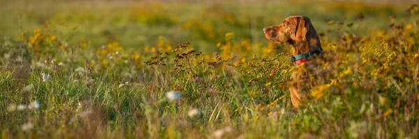 Beautiful Male Hungarian Vizsla Hunting Dog Outdoors Portrait Hunting Dog — Stock Photo, Image