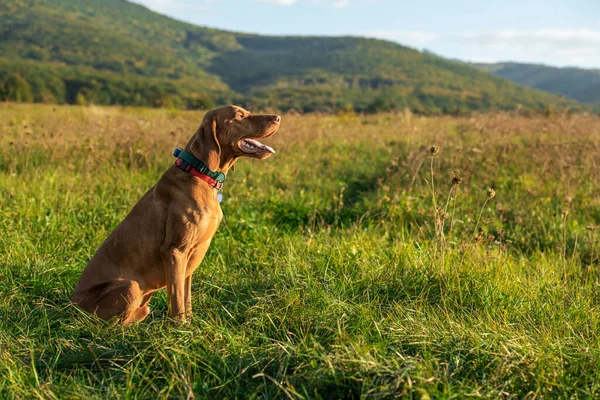 Indah Laki Laki Lapar Vizsla Berburu Anjing Luar Ruangan Potret — Stok Foto